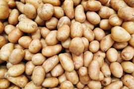 ekologiczna uprawa ziemniaka